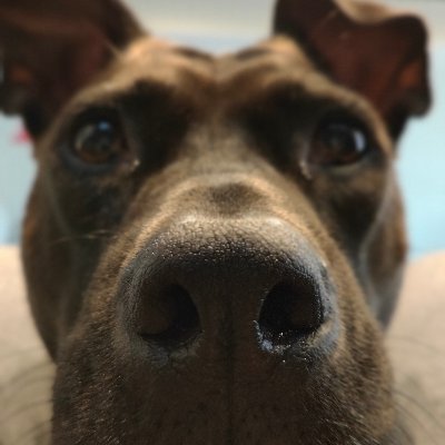 イブ さっき 散歩してたら急に猫に襲われたよ でも反撃しなかったよ 繋がれた犬より外飼いの猫の方が危険だと思うんだ