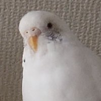 くぴ (@kuppi_note) 's Twitter Profile Photo くぴ (@kuppi_note) 's Twitter Profile Photo