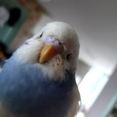 그냥 앵무새라면 전부 좋아해요! 사랑앵무 구름이랑 레몬이랑 시나몬 코뉴어 호두!
앵무새 사진보고 싶어서 가입했어요.. 겸사겸사 사진도...히히 파충류도 좋아해요!
+호두야 사랑해.. 네몫만큼 호리도 사랑할게