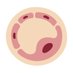 Endothelial Cell News (@endothelialnews) Twitter profile photo