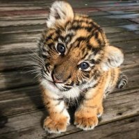Ruzbeh (@druzbeh) 's Twitter Profile