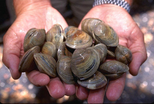 Vital news and information about clams, oysters, scallops, and other bivalves. Plus coastal living, seafood eating, and the study of marine life. By @JamesErik