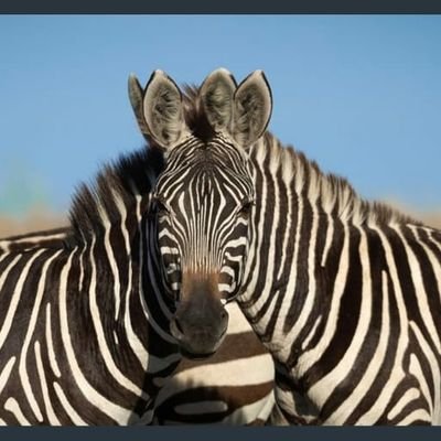 _kaali_peeli's profile picture. Humans are new age Guinea pigs. From paid media to privacy breach.