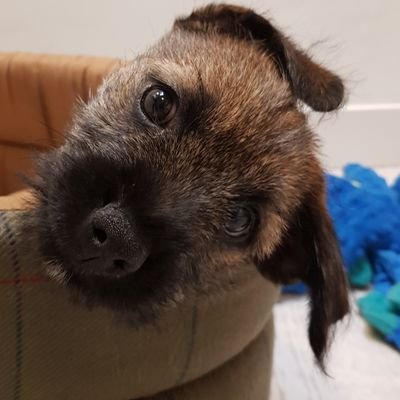 HaggisBT Profile Picture