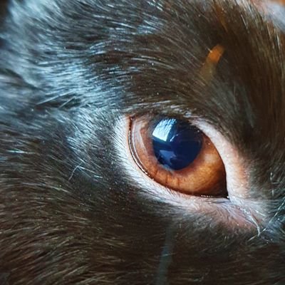 Lind_eco's profile picture. vegan • aspie •