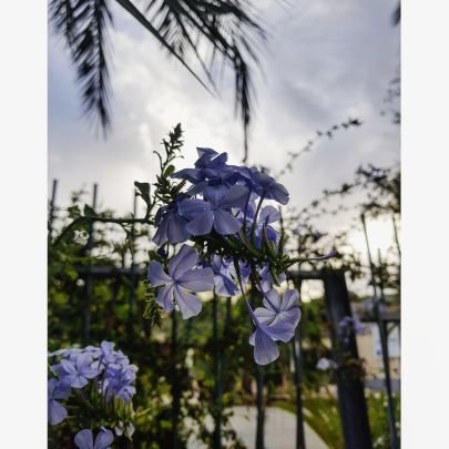 ela_mentalnotes's profile picture. Aquí mis notas mentales.