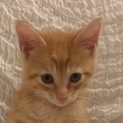 茶トラの琥太郎（こたろう）くんです🐈こたくんって呼んでいます🐈2020年5月18日生まれの牡牛座🐈 2020年7月8日に我が家にお迎え🐈たまにニンゲン飲酒ごはん #こたくんにナイショ Instagram↓↓↓