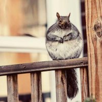 しのぶ (@sinobu_spr) Twitter profile photo