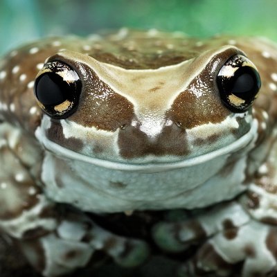 amazonmilkfrog Profile Picture