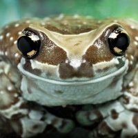 🐸🖤 𒁹pallas 🖤🐸 (@amazonmilkfrog) 's Twitter Profile Photo