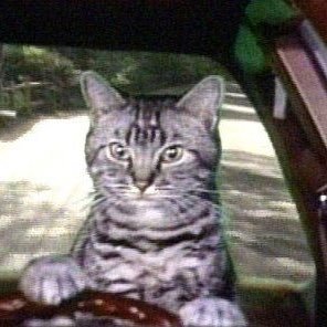 Toonces can drive, just not well!