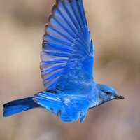 BlueBird Chatter(@BlueBirdChatter) 's Twitter Profile Photo