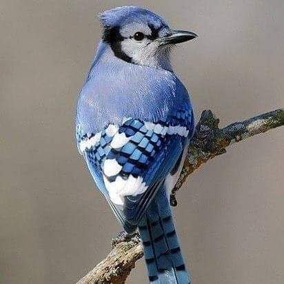 canaribleu01's profile picture. Une source d'information pour les investisseurs!
#Investir autrement!