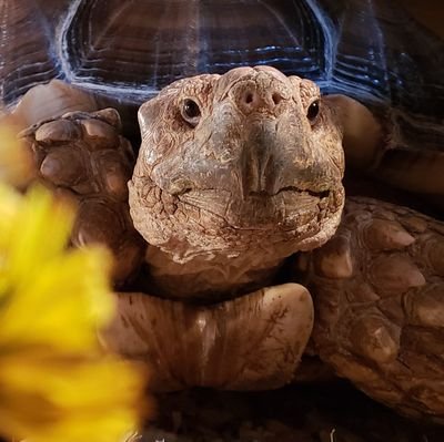 Waffles (sulcata), Mango (leopard), Torty (redfoot) are three tortoises from Barrie, Ontario.