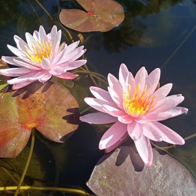 Waterlily specialist and aquatic plant enthusiast based out of Los Angeles California.