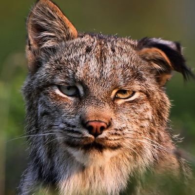 InfalliblePuma Profile Picture