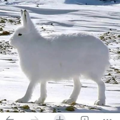 TokkiMori9's profile picture. 