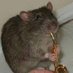 ratticus (@wrathrat) Twitter profile photo ratticus (@wrathrat) Twitter profile photo