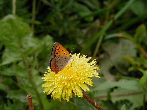 newport8865's profile picture. 東日本大震災を期にTwitter を再開。以後、五月雨式にtweet。
赤石山脈の天空の稜線からの富士山。蒲公英(たんぽぽ)と紅小灰蝶(べにしじみ)。2023/10/27 名前変更。