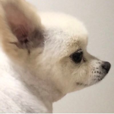 pet_mizuho's profile picture. 名古屋市瑞穂区を中心に活動しています。 ホームページ https://t.co/yalncB2yaf instagram https://t.co/cGW4hehJLG