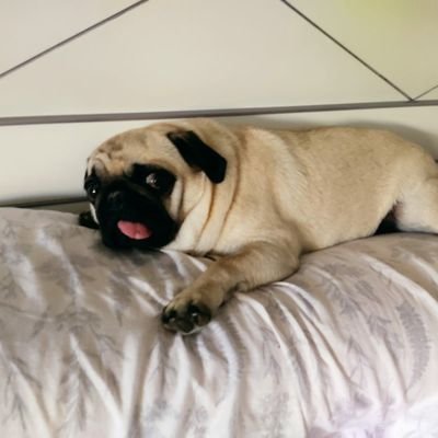 Jrsalesferrer's profile picture. Defensor de los poderes independientes. Ejecutivo, Legislativo, Judicial y Comunicación.