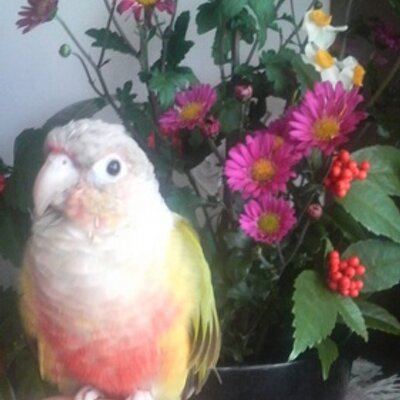 あもす カビゴンはジム防衛においてはおんがえし より のしかかりの方がコンボdpsが高いのか 攻撃時に一定間の間が空く仕様上 1発の威力が高いのしかかりのほうが優秀ってことか 発生も1 2秒で回避も厳しいもんな 回避無しで攻める場合 のしかかりの あもす カビゴンはジム防衛においてはおんがえし より のしかかりの方がコンボdpsが高いのか 攻撃時に一定間の間が空く仕様上 1発の威力が高いのしかかりのほうが優秀ってことか 発生も1 2秒で回避も厳しいもんな 回避無しで攻める場合 のしかかりの