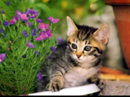 Isaiahmasonar's profile picture. 