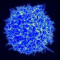 D’Alessio Lab (@dalessiolab) 's Twitter Profile