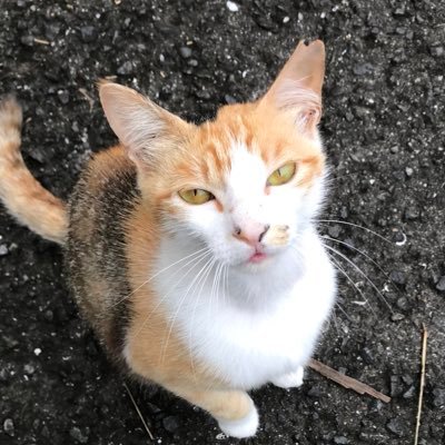 長崎県の離島高島で沢山の外猫ちゃん達のお世話をしています。雨ニモ負ケズ風ニモ負ケズ毎日頑張っております。