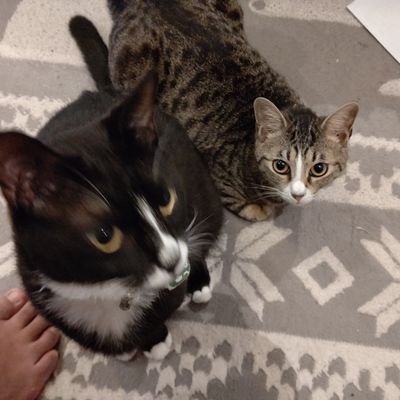 kosumo871's profile picture. ポケモンGO 猫  麺
/ポケモンGOフッ軽交換ガチ勢
/ジム活空きが有れば置いてくる
/捕獲少なめ交換用のオーダーが入ったら全力
/色違い取れたらラッキー👍️複数持ちの人から譲り受ける
/バトルリモパ多め