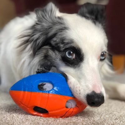 Hi I’m Maka! Toys, treats and #Friends are all I need! I'm a 2 year old #Rescued #BorderCollie that knows no bounds. I love fall and can’t wait to meet you all!