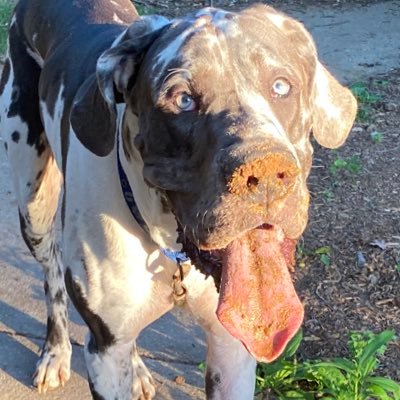 I’m Hank, & I’m a blue harlequin Great Dane doofus. I have a brother - Stan, the Stanasaurus. Together, we are Stanky... and we follow back... for bacon. 🥓 🤤