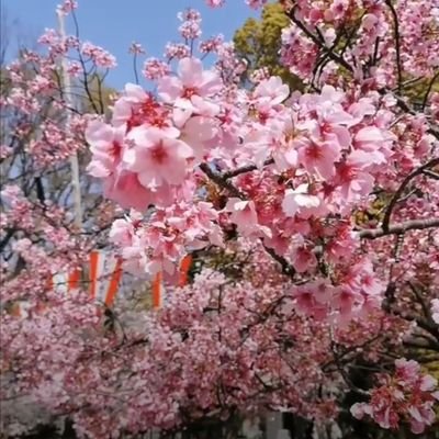 LudovicPinto's profile picture. 