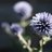 RugbyGARDEN's profile image