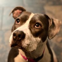 SciencePup𦮠(@mikeg21286702) 's Twitter Profile