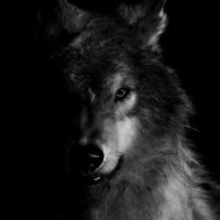 ... (@jotun_fenrir) 's Twitter Profile