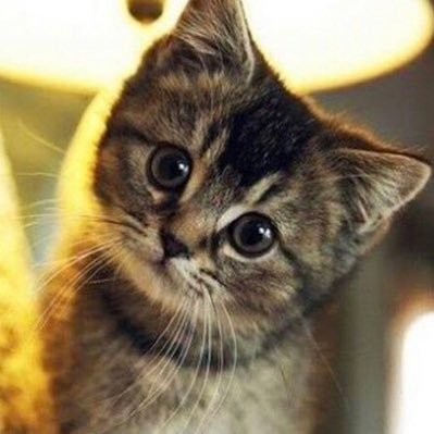 Katziireal's profile picture. Spiele gerne Video spiele 🤗