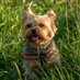 Yorkies Are Us (@OurYorkies) Twitter profile photo