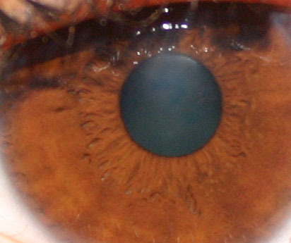 NYCdora's profile picture. nyc bartender - lovin eddie vedder...  g love... pink floyd... trees not pot actual trees :)