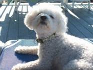 Love NASCAR, Smashing Pumpkins and me pup!