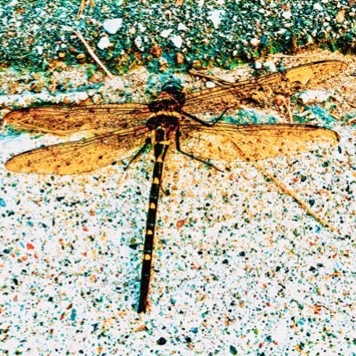 mochajujubee's profile picture. havn funny when I can,