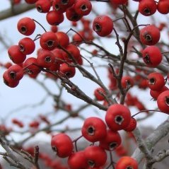 thismortalsoil's profile picture. coastlines, clotheslines, statelines, land mines / 
land arch x research + intersectional enviro × disability justice / 
#garbagegirl