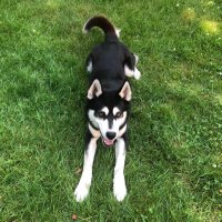 Jacky 🐺❄️🔥🦁🦌 (@jackyji77645935) 's Twitter Profile