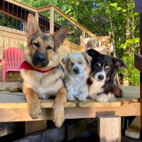 Smiley’s Angels✨ (@mysmileydog) 's Twitter Profile