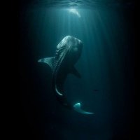 What's Underwater ❔(@underwaterViews) 's Twitter Profile Photo