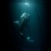 What's Underwater ❔ (@underwaterViews) Twitter profile photo