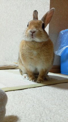 mari0_0mari's profile picture. アニメ.コスメ.家電.懸賞.だいすき！／楽天アフィリエイト・Amazonアソシエイト参加中／おすすめ商品・トレンド商品を独断と偏見で紹介する垢／懸賞垢／無言フォローします🙌