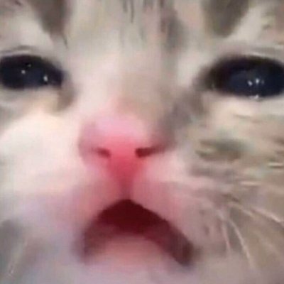 svakulax's profile picture. no