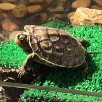MiCeTortilla (@mcereceda_02) 's Twitter Profile