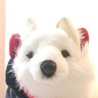天狐ฅ^•ﻌ•^ฅ (@kntk_fox) 's Twitter Profile